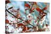 Cherry Plum Flowers in Spring-Skaya-Stretched Canvas