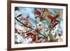 Cherry Plum Flowers in Spring-Skaya-Framed Photographic Print