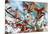 Cherry Plum Flowers in Spring-Skaya-Mounted Photographic Print