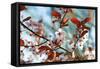Cherry Plum Flowers in Spring-Skaya-Framed Stretched Canvas
