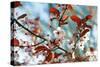 Cherry Plum Flowers in Spring-Skaya-Stretched Canvas
