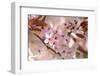 Cherry Plum, Prunningus Cerasifera, Blossoms, Blossoming-David & Micha Sheldon-Framed Photographic Print