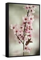 Cherry Plum (Prunus Ceracifera)-Maria Mosolova-Framed Stretched Canvas