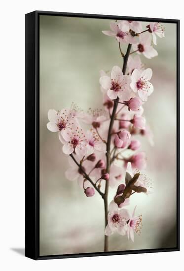 Cherry Plum (Prunus Ceracifera)-Maria Mosolova-Framed Stretched Canvas