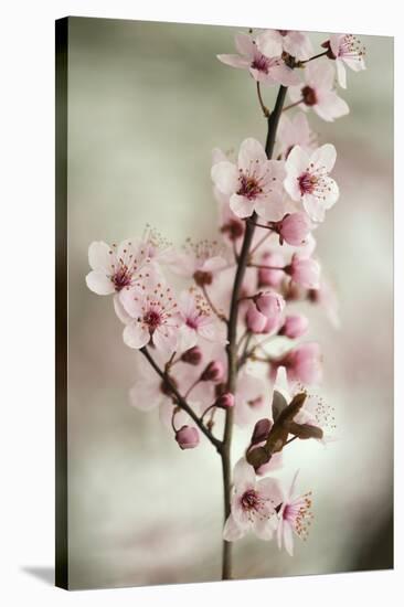 Cherry Plum (Prunus Ceracifera)-Maria Mosolova-Stretched Canvas