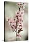 Cherry Plum (Prunus Ceracifera)-Maria Mosolova-Stretched Canvas