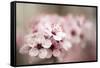 Cherry Plum (Prunus Ceracifera)-Maria Mosolova-Framed Stretched Canvas