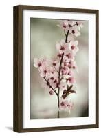 Cherry Plum (Prunus Ceracifera)-Maria Mosolova-Framed Photographic Print