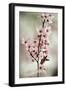 Cherry Plum (Prunus Ceracifera)-Maria Mosolova-Framed Photographic Print