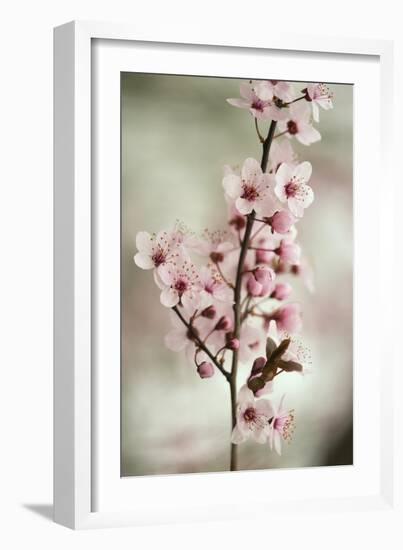 Cherry Plum (Prunus Ceracifera)-Maria Mosolova-Framed Photographic Print