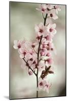 Cherry Plum (Prunus Ceracifera)-Maria Mosolova-Mounted Photographic Print