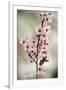 Cherry Plum (Prunus Ceracifera)-Maria Mosolova-Framed Photographic Print