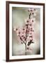 Cherry Plum (Prunus Ceracifera)-Maria Mosolova-Framed Photographic Print