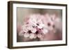 Cherry Plum (Prunus Ceracifera)-Maria Mosolova-Framed Photographic Print