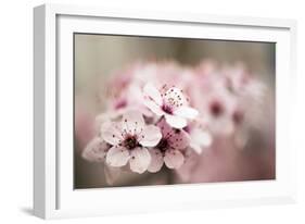 Cherry Plum (Prunus Ceracifera)-Maria Mosolova-Framed Photographic Print