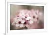 Cherry Plum (Prunus Ceracifera)-Maria Mosolova-Framed Photographic Print