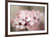 Cherry Plum (Prunus Ceracifera)-Maria Mosolova-Framed Photographic Print