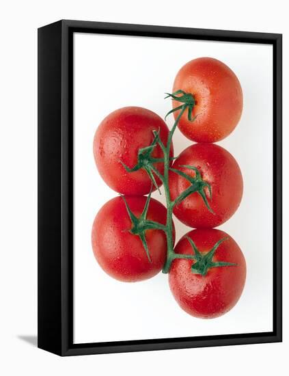 Cherry Tomatoes-Mark Sykes-Framed Stretched Canvas