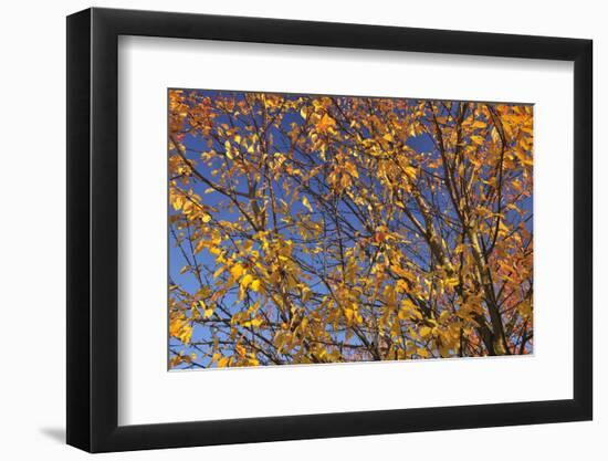 Cherry Tree, Autumn, Rhoen, Hessia, Germany-Raimund Linke-Framed Photographic Print