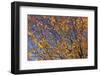 Cherry Tree, Autumn, Rhoen, Hessia, Germany-Raimund Linke-Framed Photographic Print