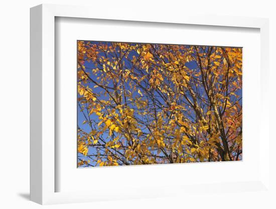 Cherry Tree, Autumn, Rhoen, Hessia, Germany-Raimund Linke-Framed Photographic Print
