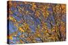 Cherry Tree, Autumn, Rhoen, Hessia, Germany-Raimund Linke-Stretched Canvas