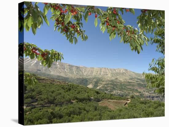 Cherry Tree, Bcharre, Qadisha Valley, Unesco World Heritage Site, North Lebanon, Middle East-Christian Kober-Stretched Canvas