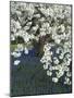 Cherry tree blooming over Muscari armeniacum-Clive Nichols-Mounted Photographic Print