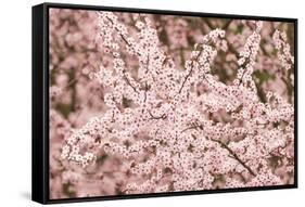 Cherry tree blooms.-William Sutton-Framed Stretched Canvas