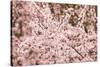 Cherry tree blooms.-William Sutton-Stretched Canvas