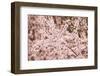 Cherry tree blooms.-William Sutton-Framed Photographic Print