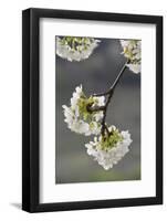 Cherry Tree, Blossoms, Branch-Rainer Mirau-Framed Photographic Print