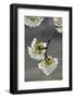 Cherry Tree, Blossoms, Branch-Rainer Mirau-Framed Photographic Print