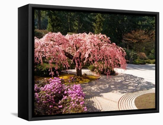 Cherry Tree Blossoms Over Rock Garden in the Japanese Gardens, Washington Park, Portland, Oregon-Janis Miglavs-Framed Stretched Canvas