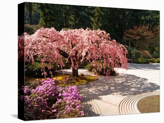 Cherry Tree Blossoms Over Rock Garden in the Japanese Gardens, Washington Park, Portland, Oregon-Janis Miglavs-Stretched Canvas