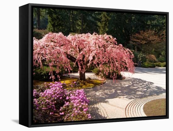 Cherry Tree Blossoms Over Rock Garden in the Japanese Gardens, Washington Park, Portland, Oregon-Janis Miglavs-Framed Stretched Canvas