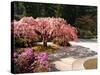 Cherry Tree Blossoms Over Rock Garden in the Japanese Gardens, Washington Park, Portland, Oregon-Janis Miglavs-Stretched Canvas