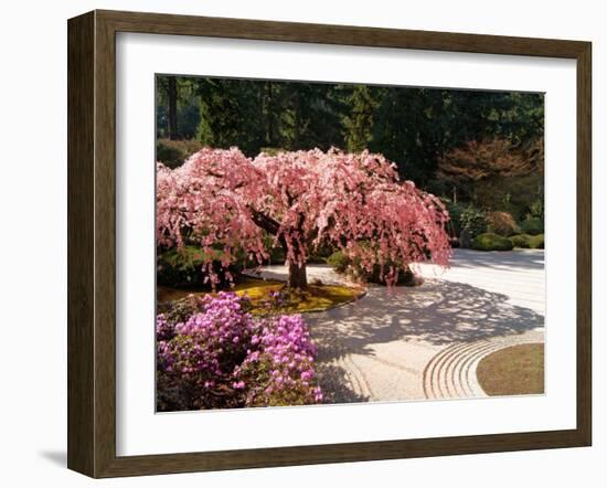 Cherry Tree Blossoms Over Rock Garden in the Japanese Gardens, Washington Park, Portland, Oregon-Janis Miglavs-Framed Premium Photographic Print