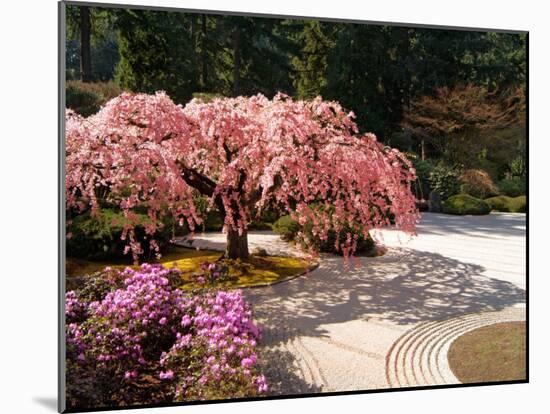 Cherry Tree Blossoms Over Rock Garden in the Japanese Gardens, Washington Park, Portland, Oregon-Janis Miglavs-Mounted Premium Photographic Print