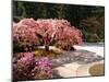 Cherry Tree Blossoms Over Rock Garden in the Japanese Gardens, Washington Park, Portland, Oregon-Janis Miglavs-Mounted Premium Photographic Print