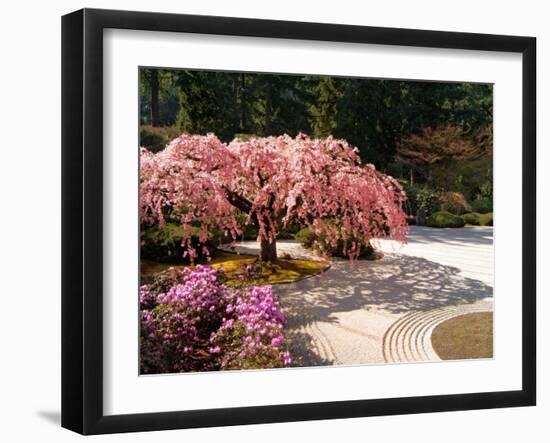 Cherry Tree Blossoms Over Rock Garden in the Japanese Gardens, Washington Park, Portland, Oregon-Janis Miglavs-Framed Photographic Print