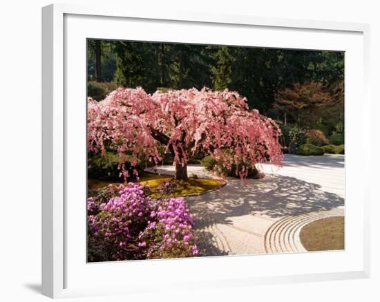 Cherry Tree Blossoms Over Rock Garden in the Japanese Gardens, Washington Park, Portland, Oregon-Janis Miglavs-Framed Photographic Print