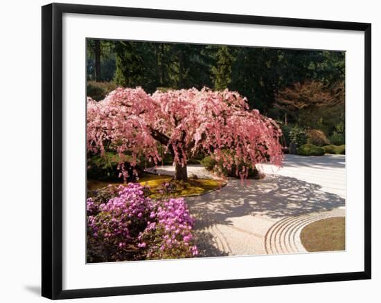 Cherry Tree Blossoms Over Rock Garden in the Japanese Gardens, Washington Park, Portland, Oregon-Janis Miglavs-Framed Photographic Print