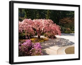 Cherry Tree Blossoms Over Rock Garden in the Japanese Gardens, Washington Park, Portland, Oregon-Janis Miglavs-Framed Photographic Print