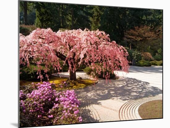 Cherry Tree Blossoms Over Rock Garden in the Japanese Gardens, Washington Park, Portland, Oregon-Janis Miglavs-Mounted Photographic Print