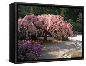 Cherry Tree Blossoms Over Rock Garden in the Japanese Gardens, Washington Park, Portland, Oregon-Janis Miglavs-Framed Stretched Canvas