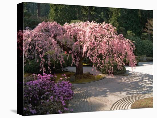 Cherry Tree Blossoms Over Rock Garden in the Japanese Gardens, Washington Park, Portland, Oregon-Janis Miglavs-Stretched Canvas