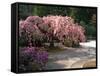 Cherry Tree Blossoms Over Rock Garden in the Japanese Gardens, Washington Park, Portland, Oregon-Janis Miglavs-Framed Stretched Canvas