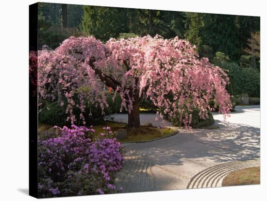 Cherry Tree Blossoms Over Rock Garden in the Japanese Gardens, Washington Park, Portland, Oregon-Janis Miglavs-Stretched Canvas