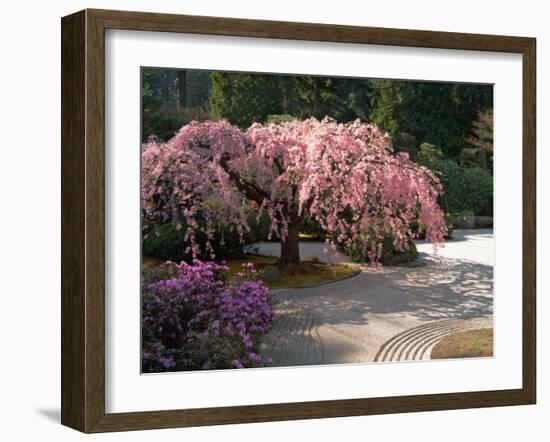 Cherry Tree Blossoms Over Rock Garden in the Japanese Gardens, Washington Park, Portland, Oregon-Janis Miglavs-Framed Premium Photographic Print